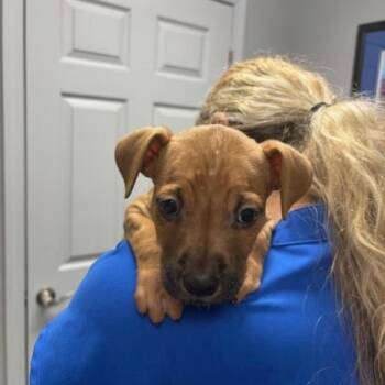 Sleepy ( The 7 Dwarf Litter) -  Boxer Dog for Adoption in Corsicana, Texas - Sleepy ( The 7 Dwarf Litter) | PetCurious