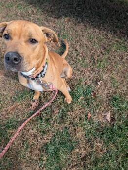 Rescue Pit Bull Terrier Dogs for Adoption in Rustburg, Virginia - Thor - At Shelter | PetCurious