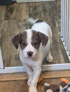 MaLinda -  Great Pyrenees and Australian Shepherd Dog for Adoption in Watertown, Connecticut - MaLinda | PetCurious