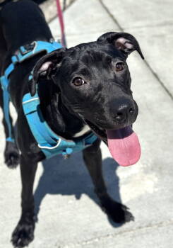 Rescue Labrador Retriever Dogs for Adoption in Seattle, Washington - Nina | PetCurious