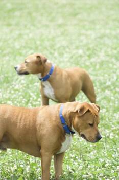 Jerry -  Labrador Retriever and Pit Bull Terrier Dog for Adoption in Xenia, Ohio - Jerry | PetCurious