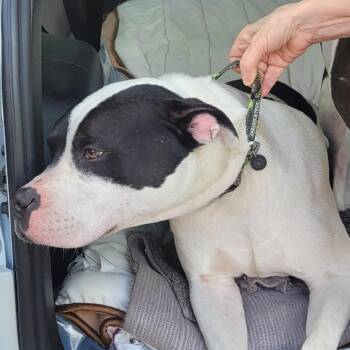 Mixed Breed and Pit Bull Terrier Dogs Available for Adoption - 02/12/2026-Stray-AirportThruway-Bruno 4447 | PetCurious