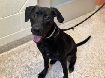 SHADOW -  Labrador Retriever Dog for Adoption in Pueblo, Colorado - SHADOW | PetCurious
