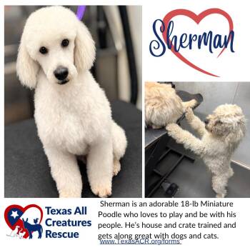 Poodle Dogs Available for Adoption - Sherman | PetCurious