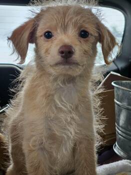 Jelly Sandwich -  Chihuahua and Dachshund Dog for Adoption in South Kingstown, Rhode Island - Jelly Sandwich | PetCurious