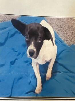 Tinker -  Chihuahua Dog for Adoption in Woodstock, Ontario - Tinker | PetCurious