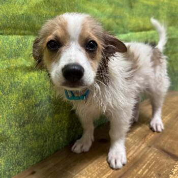 Pax -  Australian Shepherd and Chihuahua Dog for Adoption in Normal, Illinois - Pax | PetCurious