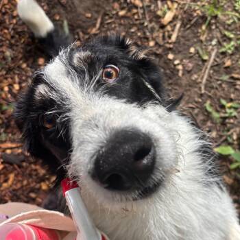 Bolivar -  Mixed Breed Dog for Adoption in Edwardsville, Illinois - Bolivar | PetCurious