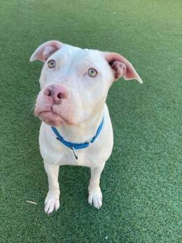 Rescue Mixed Breed Dogs for Adoption in Dallas, Texas - TORI | PetCurious