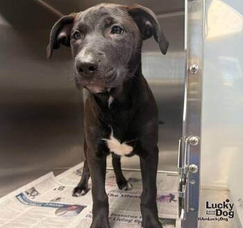 Bellisima -  Labrador Retriever and Terrier Dog for Adoption in Washington, District Of Columbia - Bellisima | PetCurious