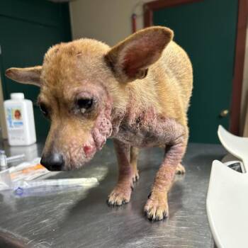Hope -  Mixed Breed Dog for Adoption in Pauls Valley, Oklahoma - Hope | PetCurious