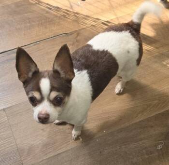 Chihuahua Dogs Available for Adoption in Cleveland, Tennessee - Whit Whit | PetCurious