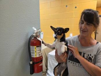 Dip -  Chihuahua and Terrier Dog for Adoption - Dip | PetCurious