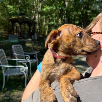 Stello -  Labrador Retriever and Mixed Breed Dog for Adoption in Hagerstown, Maryland - Stello | PetCurious