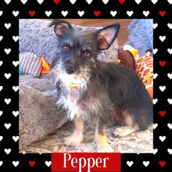 Pepper -  Terrier Dog for Adoption in Littleton, Colorado - Pepper | PetCurious