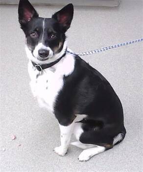 Australian Cattle Dog Blue Heeler and Mixed Breed Dogs Available for Adoption in Omaha, Nebraska - CALI | PetCurious
