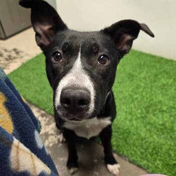 Mixed Breed Dogs Available for Adoption in Columbia, Missouri - Inge | PetCurious