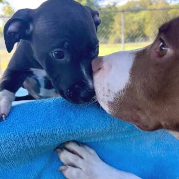 Rescue Pit Bull Terrier and German Shepherd Dog Dogs for Adoption in Mooresville, Indiana - Medina Spirit | PetCurious