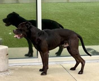Jaquan `JD` Darnell -  Mixed Breed Dog for Adoption in Fort Worth, Texas - Jaquan `JD` Darnell | PetCurious