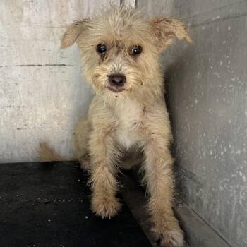 Noodle -  Terrier Dog for Adoption in Edinburg, Texas - Noodle | PetCurious
