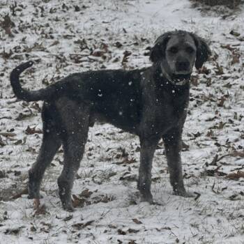 Standard Poodle and Black Labrador Retriever Dogs Available for Adoption - Kodak | PetCurious