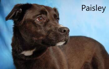 Border Collie Dogs Available for Adoption in Mount Vernon, Ohio - Paisley | PetCurious
