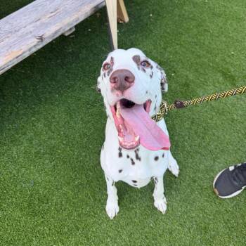 Cleo -  Dalmatian Dog for Adoption in Warwick, Rhode Island - Cleo | PetCurious