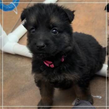 Annie Oakley -  Belgian Shepherd Malinois Dog for Adoption in Chandler, Arizona - Annie Oakley | PetCurious