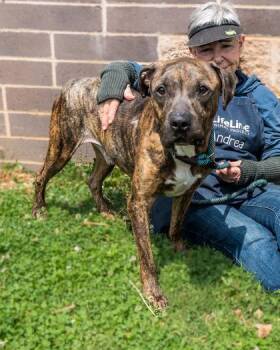 Mixed Breed Dogs Available for Adoption in Chamblee, Georgia - Thatcher | PetCurious