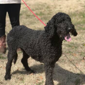 Standard Poodle Dogs Available for Adoption - RAVEN | PetCurious