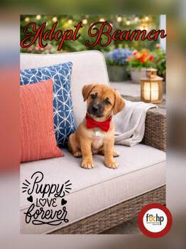 Dachshund and Beagle Dogs Available for Adoption - Beamer | PetCurious