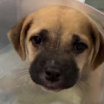 Forest -  Labrador Retriever and Mixed Breed Dog for Adoption in San Antonio, Texas - Forest | PetCurious