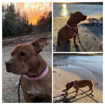 Rescue American Bully Dogs for Adoption in Head Of Saint Margarets Bay, Nova Scotia - Missy | PetCurious