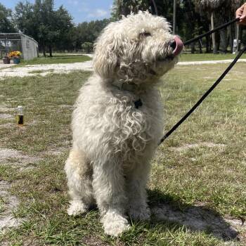Standard Poodle and Labrador Retriever Dogs Available for Adoption in Indiantown, Florida - Ozzie (614) | PetCurious