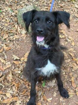 Gumball -  Mixed Breed Dog for Adoption in Wayne, New Jersey - Gumball | PetCurious