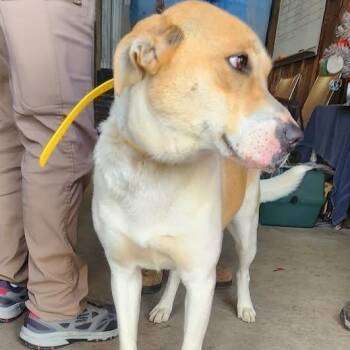 NOVA -  Husky and Yellow Labrador Retriever Dog for Adoption in Chicopee, Massachusetts - NOVA | PetCurious