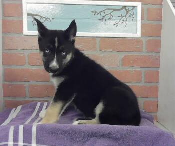 HEARTS -  German Shepherd Dog and Mixed Breed Dog for Adoption in Houston, Texas - HEARTS | PetCurious