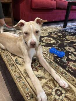 Tanner -  Pit Bull Terrier Dog for Adoption in Richmond, Virginia - Tanner | PetCurious