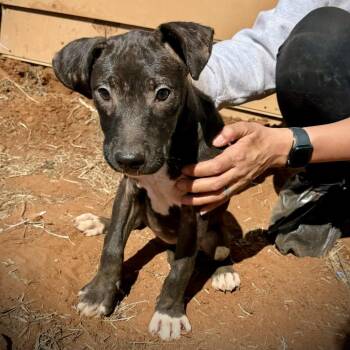 American Staffordshire Terrier Dogs Available for Adoption in Hondo, Texas - Dahlia | PetCurious