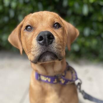 Rottweiler Dogs Available for Adoption in Fayetteville, Georgia - Cookie | PetCurious