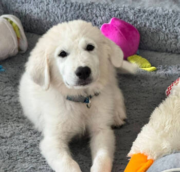 Rescue Great Pyrenees Dogs for Adoption in Quinlan, Texas - Henry HTX | PetCurious
