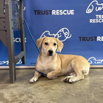 CECIL -  Dachshund Dog for Adoption in Waterford, New Jersey - CECIL | PetCurious