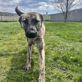 Mixed Breed Dogs Available for Adoption in Spokane, Washington - Allison | PetCurious