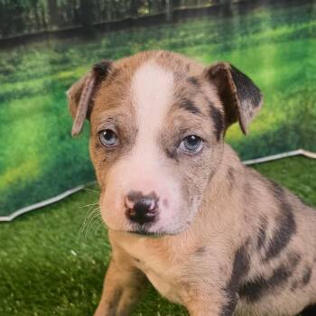 Banana AL -  Catahoula Leopard Dog and Basenji Dog for Adoption in Austin, Texas - Banana AL | PetCurious