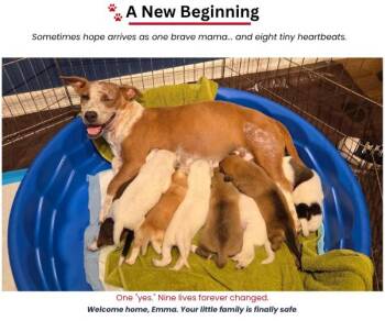 Emma - Momma -  Cattle Dog Dog for Adoption in San Diego, California - Emma - Momma | PetCurious