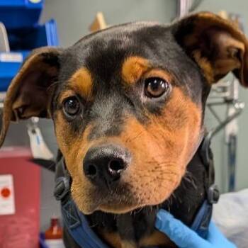 Ranger -  Rottweiler and Mixed Breed Dog for Adoption in Greenville, South Carolina - Ranger | PetCurious