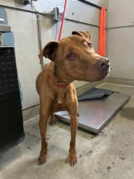 MILO -  Vizsla and Pit Bull Terrier Dog for Adoption in Camarillo, California - MILO | PetCurious