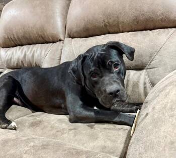 Pit Bull Terrier Dogs Available for Adoption - Prince | PetCurious