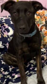 Catahoula Leopard Dog Dogs Available for Adoption in Elizabethton, Tennessee - KAISER | PetCurious