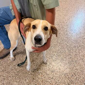 Hound Dogs Available for Adoption in Corydon, Indiana - SHUG | PetCurious